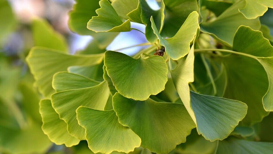 Ginkgo Biloba στο Insunol